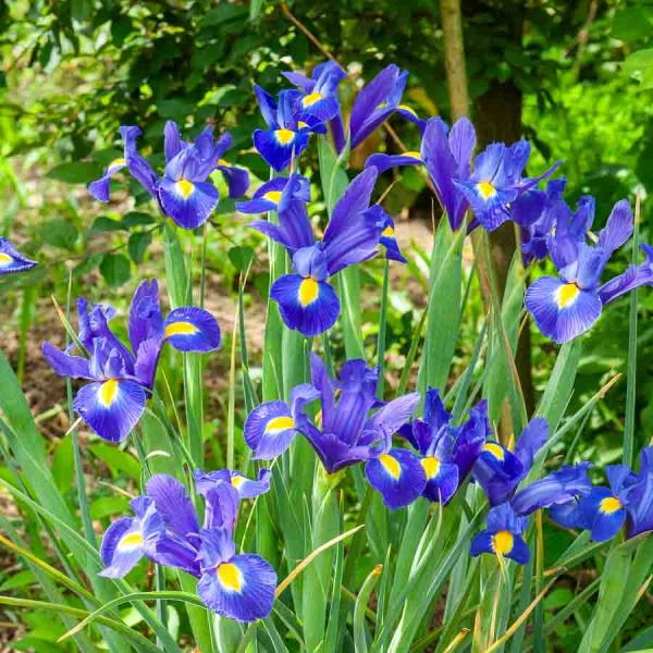 Bulbes à fleurs à planter au printemps - Iris de Hollande Bleue (x10) - face recto